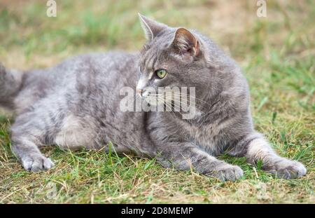 image rapprochée d'un chaton gris cendré jouant à l'extérieur Banque D'Images