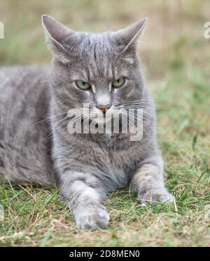 image rapprochée d'un chaton gris cendré jouant à l'extérieur Banque D'Images