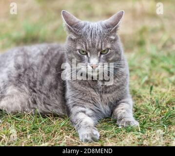 image rapprochée d'un chaton gris cendré jouant à l'extérieur Banque D'Images