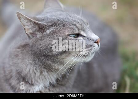 image rapprochée d'un chaton gris cendré jouant à l'extérieur Banque D'Images