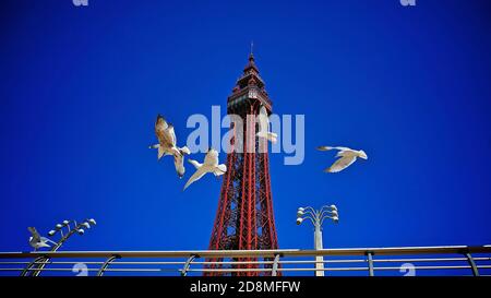 Vol de mouettes en face de la tour de Blackpool Banque D'Images