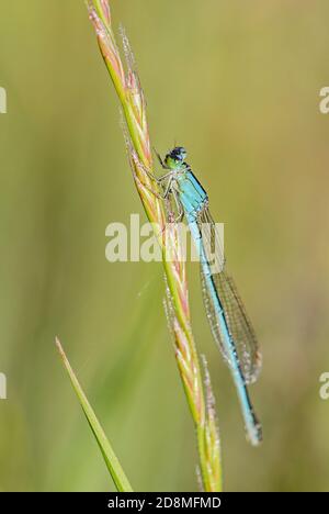 Rare mouche à queue bleue - Ischnuma pumilio, belle libellule des roseaux européens, marais et eaux fraîches, Flachsee, Suisse. Banque D'Images