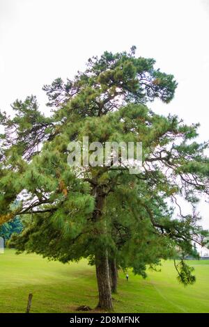 Célèbre parcours de golf 18 trous Shillong, situé dans le quartier East Khasi Hills à Meghalaya, le plus ancien parcours de golf naturel Banque D'Images