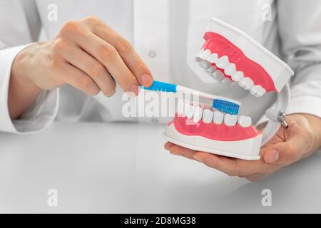 Dentiste montrant les dents bien en forme sur le modèle anatomique de dents. Dentisterie esthétique, prévention des maladies dentaires et des gencives. Gros plan Banque D'Images