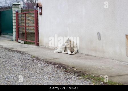 Grand blanc adulte intelligent race chien West Siberian Laika assis à l'extérieur de la maison de garde. Banque D'Images