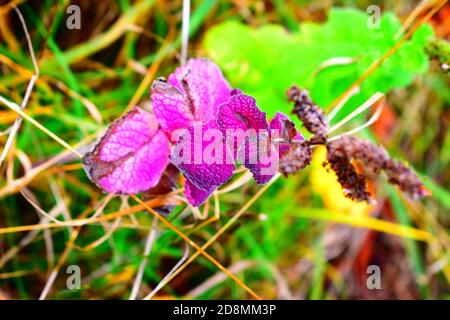 feuilles de menthe violette Banque D'Images