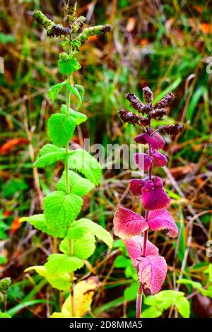 feuilles de menthe violette Banque D'Images