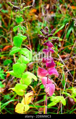 feuilles de menthe violette Banque D'Images