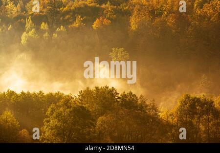 Paysage de brouillard de lac avec feuillage d'automne et réflexions d'arbres en Styrie, Thal, Autriche