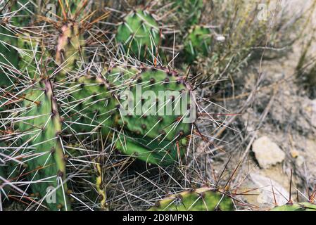 Cactus aux épines dans son environnement naturel. Plante trpichensky poussant sur la montagne Banque D'Images