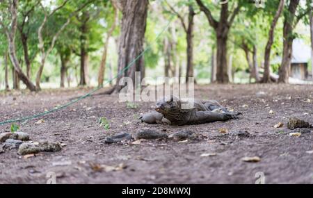 Un dragon très vieux et skinny de Komodo sur le terrain dans le village de Komodo Island, Indonésie, foyer doux Banque D'Images