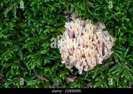 Ramaria pallida champignon blanc dans la forêt sortant de la mousse verte Banque D'Images