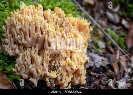 Ramaria pallida champignon blanc dans la forêt sortant de la mousse verte Banque D'Images