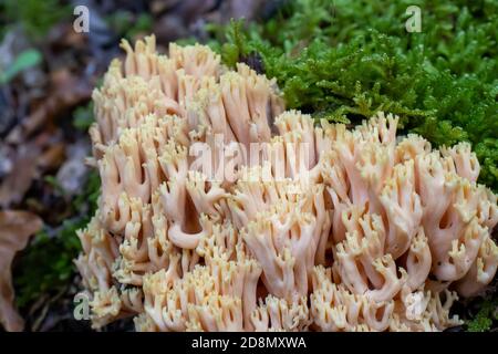 Ramaria pallida champignon blanc dans la forêt sortant de la mousse verte Banque D'Images