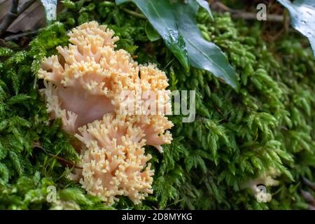 Ramaria pallida champignon blanc dans la forêt sortant de la mousse verte Banque D'Images