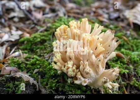 Ramaria pallida champignon blanc dans la forêt sortant de la mousse verte Banque D'Images