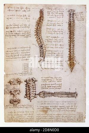 Léonard de Vinci. La colonne vertébrale. 1510. Stylo et encre avec lavage sur des traces de craie noire Banque D'Images