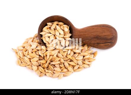 Grains d'orge maltés dans une cuillère en bois, isolés sur fond blanc. Gros plan sur les graines d'orge. Banque D'Images