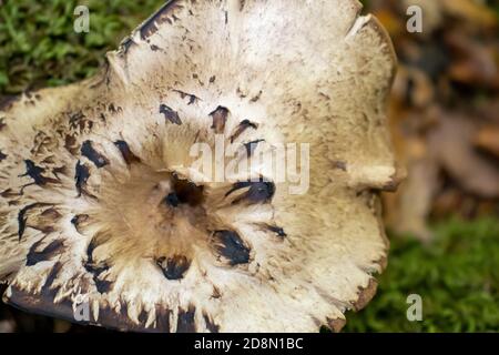 Champignon jaune qui ressort de près parmi les feuilles, la mousse et les branches dans les montagnes parmi les arbres Banque D'Images