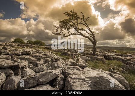 Arbres solitaires sur un pavé calcaire dans les Yorkshire Dales parc national Banque D'Images