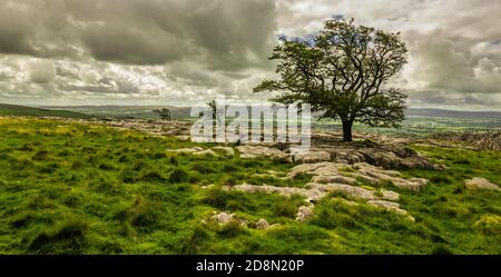 Arbres solitaires sur un pavé calcaire dans les Yorkshire Dales parc national Banque D'Images