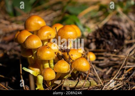 Champignon jaune qui ressort de près parmi les feuilles, la mousse et les branches dans les montagnes parmi les arbres Banque D'Images