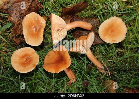 Milkcaps rufous Lactarius rufus Banque D'Images