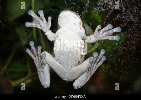 Mission grenouille d'arbre à yeux dorés ou grenouille de lait amazonienne (Trachycephalus resinifichtrix) affiche ses orteils de ventouse Banque D'Images