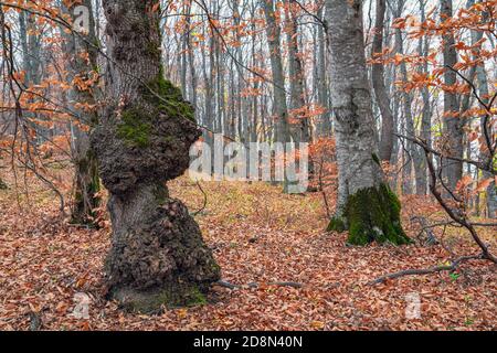 Tronc épais d'un vieux arbre dans la forêt d'automne Banque D'Images