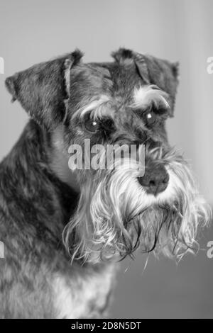 Chien Schnauzer miniature sel et poivre Banque D'Images