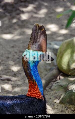 Gros plan de la tête d'oiseau de Cassowary, aux couleurs vives et à la casque brune. Banque D'Images