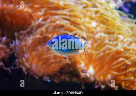 Poissons aux couleurs vives devant un récif de corail dans un réservoir d'eau salée. Banque D'Images