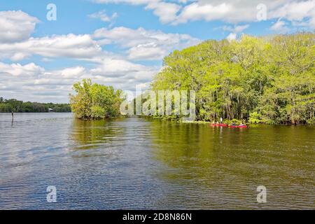 Scène de Suwannee River, kayak, loisirs, exercice, arbres, eau, paisible, parc national de Manatee Springs; Floride; Chiefland; FL; printemps Banque D'Images