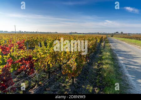 Vue sur les magnifiques couleurs de l'automne dans les vignobles de Gironde Près de Bordeaux Banque D'Images