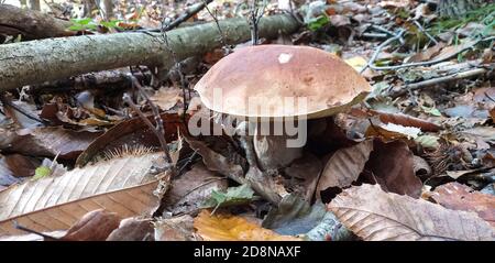 Le nom scientifique Boletus edulis, champignon 'Porcino', est une spécialité culinaire pour de nombreux pays européens. Banque D'Images