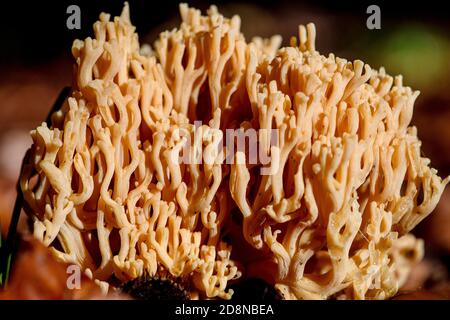 Macro de la structure d'un champignon en forme de corail Banque D'Images