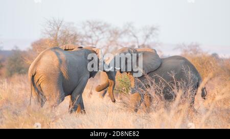 Combattre les éléphants d'afrique (Loxodonta africana), Parc Kruger, Afrique du Sud Banque D'Images