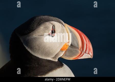 Portrait Macareux moine (Fratercula arctica), Iles Farne, Ecosse Banque D'Images