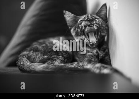 Prise de vue en niveaux de gris d'un chaton assis sur un canapé et bâillements Banque D'Images