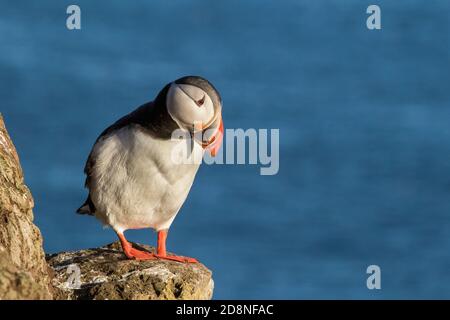 Macareux moine (Fratercula arctica), Islande, falaises Latrabjarg Banque D'Images