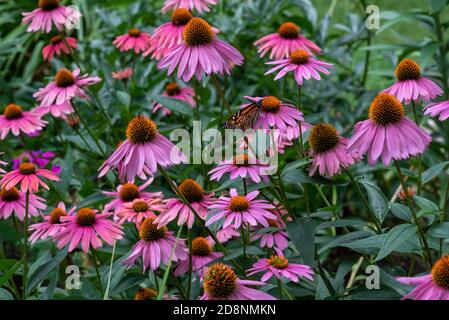 Monarch le papillon se nourrit sur le conefoll violet Banque D'Images