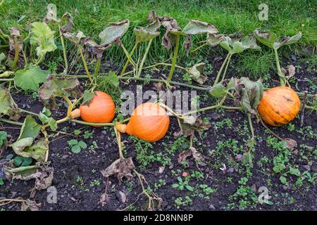 Potimarron fait mûrir sur les terres britanniques en automne Banque D'Images