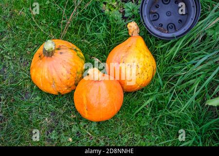 Les citrouilles récoltées à partir de leur attribution, en automne Banque D'Images