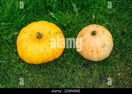 Les citrouilles récoltées à partir de leur attribution, en automne Banque D'Images