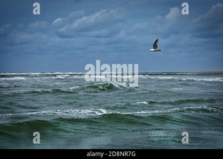 mouette survolant une mer agitée Banque D'Images