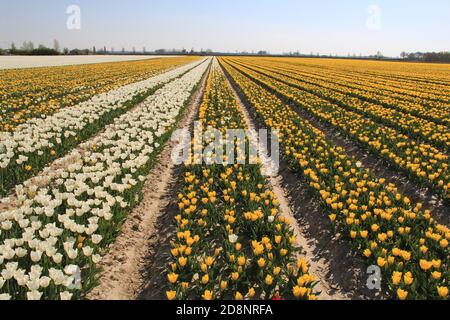 un beau champ de tulipes avec des rangées de blanc et de jaune tulipes dans la campagne hollandaise au printemps Banque D'Images