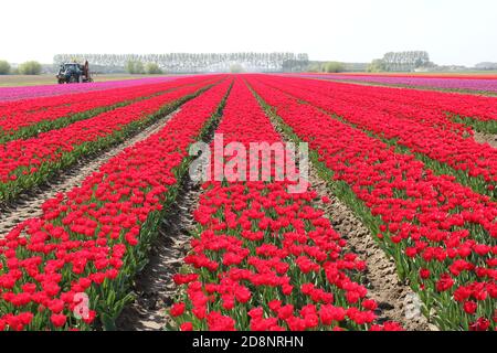 un beau champ de bulbes avec des rangées de tulipes rouges en fleur aux pays-bas, au printemps, à une journée ensoleillée Banque D'Images