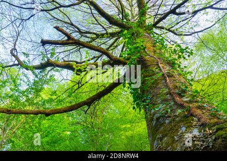 Forêt de hêtre, Parc naturel de Saja-Besaya, Cantabrie, Espagne, Europe Banque D'Images