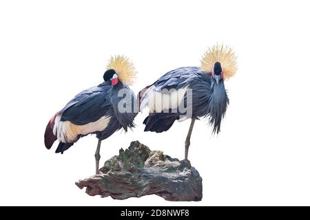 Deux grues noires africaines de l'Ouest (Balearia pavonina) debout sur un pied, isolées sur blanc debout derrière une souche d'arbre. Isolé sur un blanc Banque D'Images