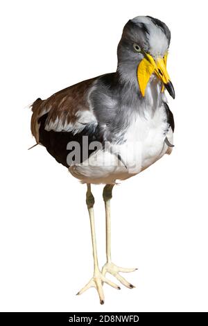 Oiseau gris, noir et brun avec bec jaune. Pluvier à tête blanche (Vanellus albiceps) debout. Isolé sur fond blanc. Notez les éperons Banque D'Images